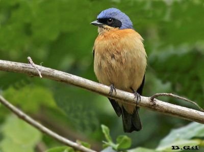 VIUVA (Pipraeidea melanonota)  - Jardín Botánico - MONTEVIDEO (Setiembre 2015)